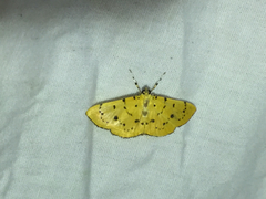 Lygropia