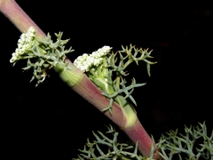 Seseli ponticum