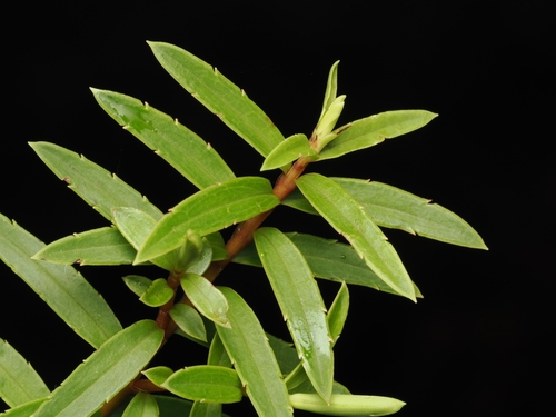Veronica diosmifolia