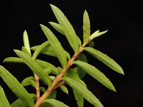 Veronica diosmifolia, photograph 1