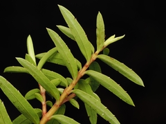 Veronica diosmifolia, photograph (c) Angus Campbell, some rights reserved (CC BY)