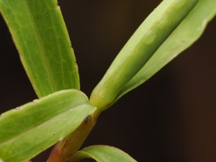 Veronica diosmifolia, photograph (c) Angus Campbell, some rights reserved (CC BY)