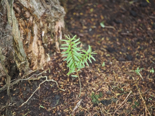 Veronica diosmifolia, photograph 3