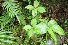 Chloranthus oldhamii