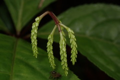 Chloranthus oldhamii