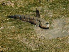 Periophthalmus chrysospilos