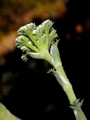 Seseli ponticum
