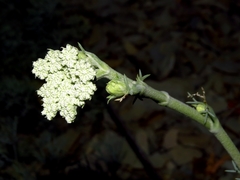 Seseli ponticum