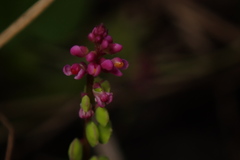 Polygala tatarinowii