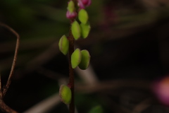 Polygala tatarinowii