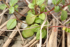 Polygala tatarinowii