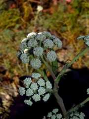 Seseli ponticum