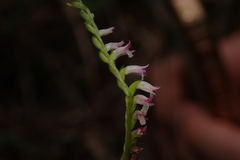Spiranthes sinensis