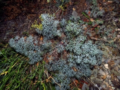 Seseli ponticum