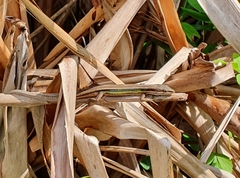 Takydromus stejnegeri