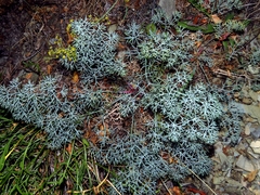 Seseli ponticum