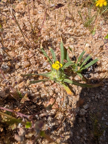 Palmer evening primrose (Tetrapteron palmeri)