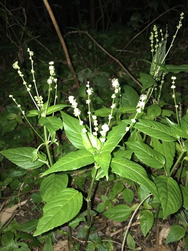 Glabrous-fruit mercury (Mercurialis leiocarpa)