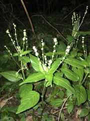 Mercurialis leiocarpa, photograph author not stated, no rights reserved