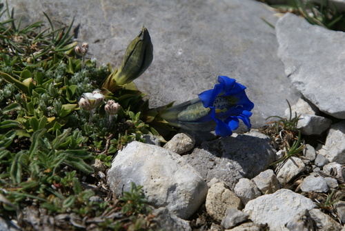 Image of Pyrenean Trumpet Gentian (Gentiana occidentalis) by no rights reserved