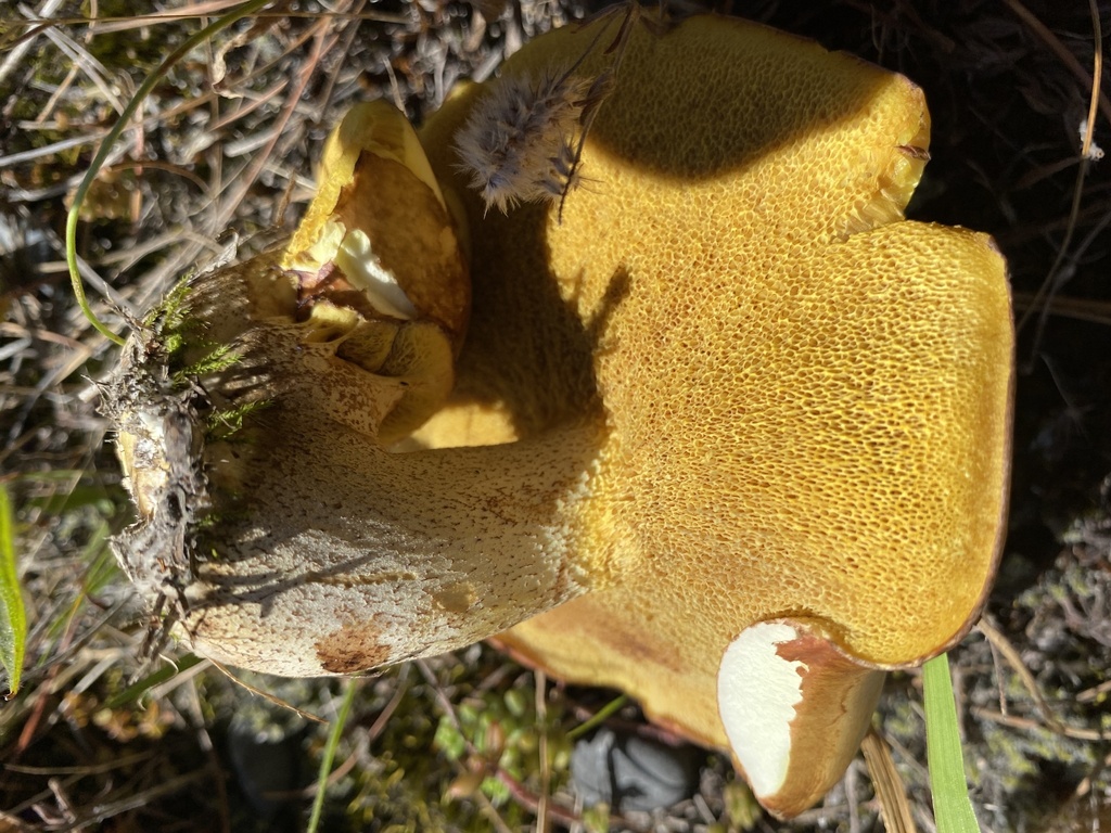 Suillus granulatus · March 2026 · photo: © bryn98283 (iNaturalist, cc0)