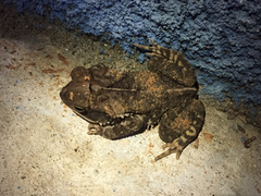 Incilius leucomyos