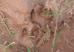 Hydrochoerus hydrochaeris