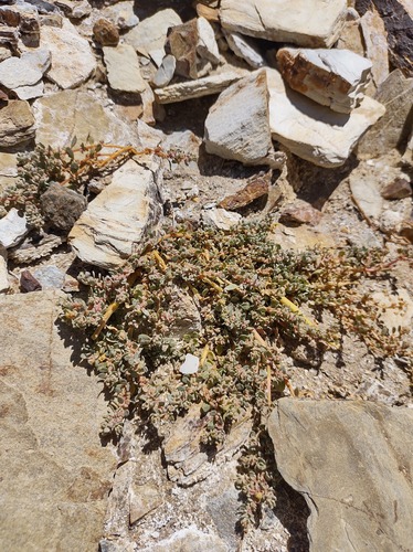 Atriplex myriophylla (Atriplex myriophylla)