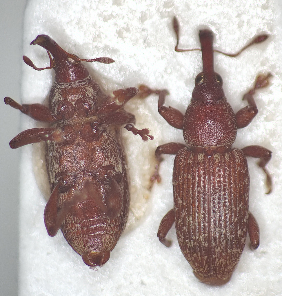 Myossita rufula