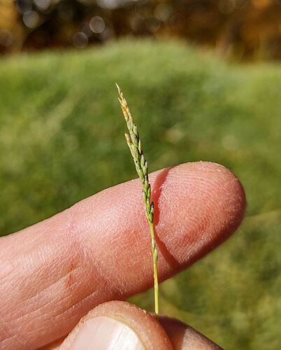 Puccinellia argentinensis
