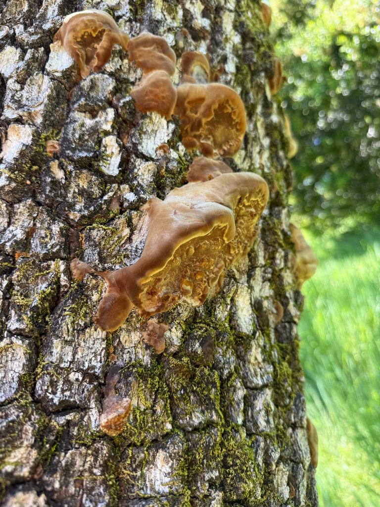 Fuscoporia gilva · March 2026 · photo: © theabobea (iNaturalist, cc0)