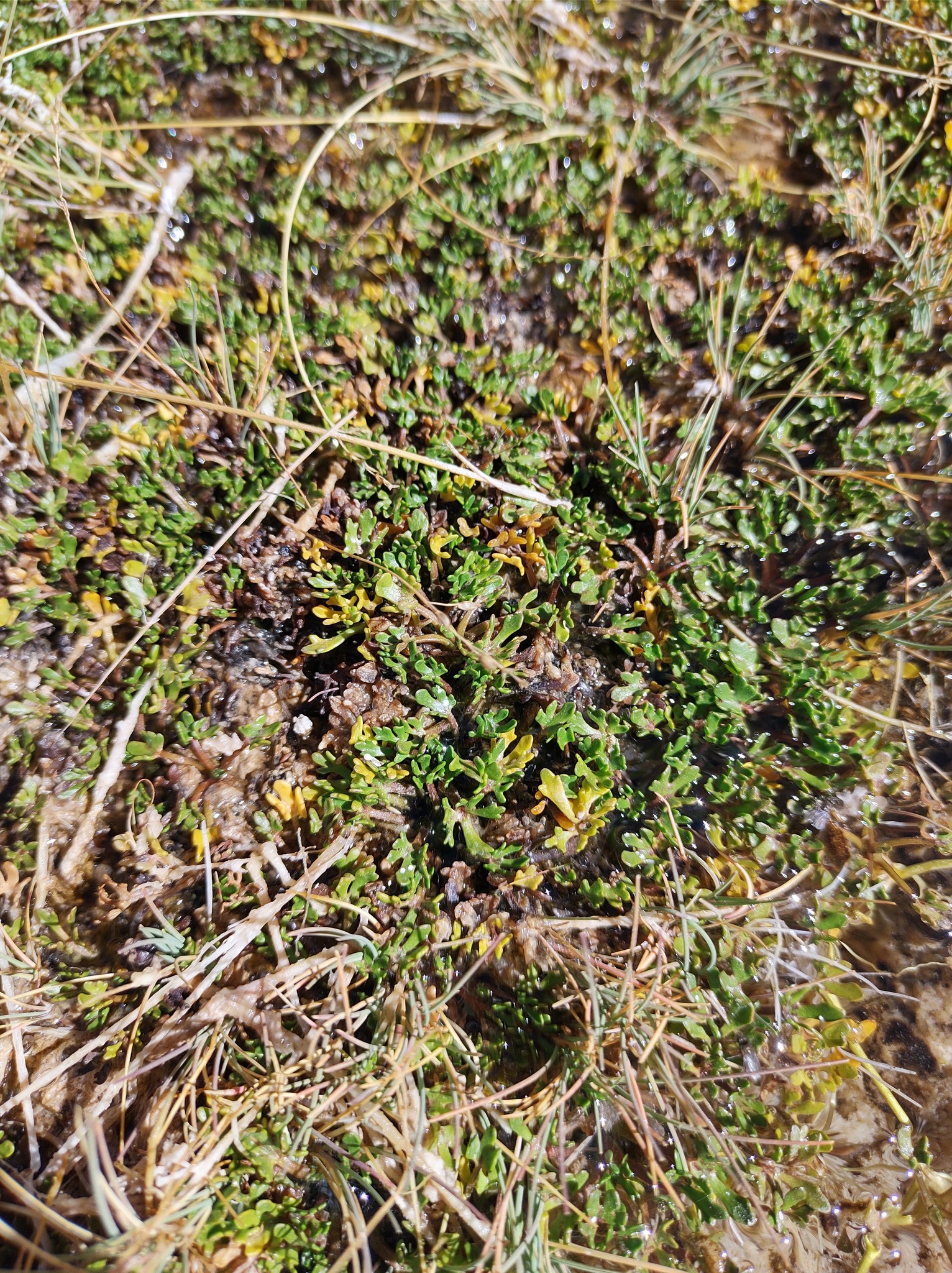Halerpestes exilis