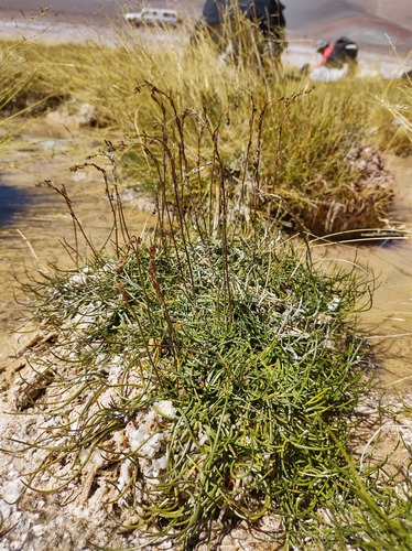 marsh arrowgrass (Triglochin palustris)