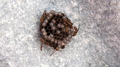 Mischocyttarus cubensis