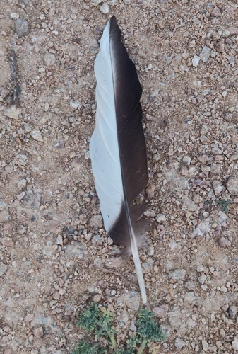 Plume de Canard à bec tacheté