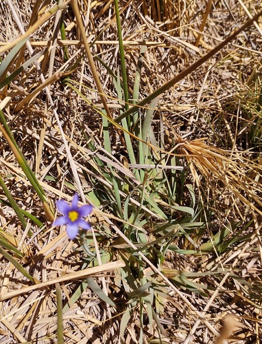 Sisyrinchium chilense, photograph 3