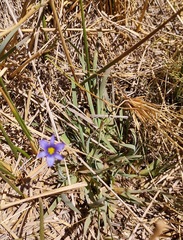 Sisyrinchium chilense, photograph (c) Lucas Carbone, some rights reserved (CC BY)