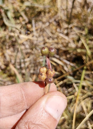 Sisyrinchium chilense, photograph 2