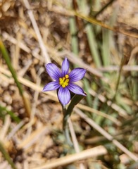 Sisyrinchium chilense