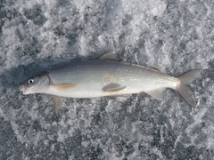 Coregonus clupeaformis