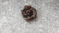 Mischocyttarus cubensis