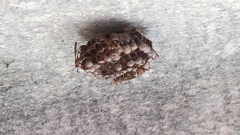 Mischocyttarus cubensis