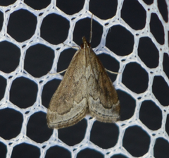 Pyrausta napaealis
