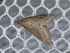 Pyrausta napaealis