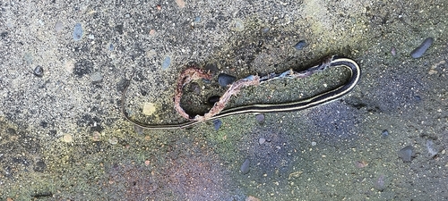 iNaturalist observation photo of Common Garter Snake