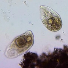 Tetrahymena