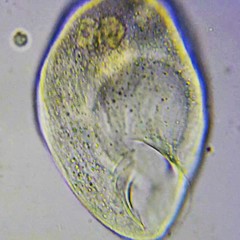 Tetrahymena