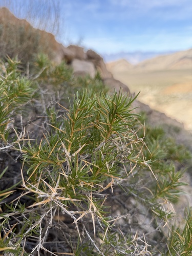 pricklebush (Hecastocleis shockleyi)