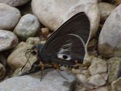 Coeliades anchises