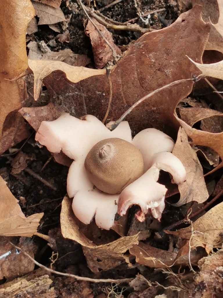 Geastrum saccatum · December 2025 · photo: © y_liu_math (iNaturalist, cc-by)